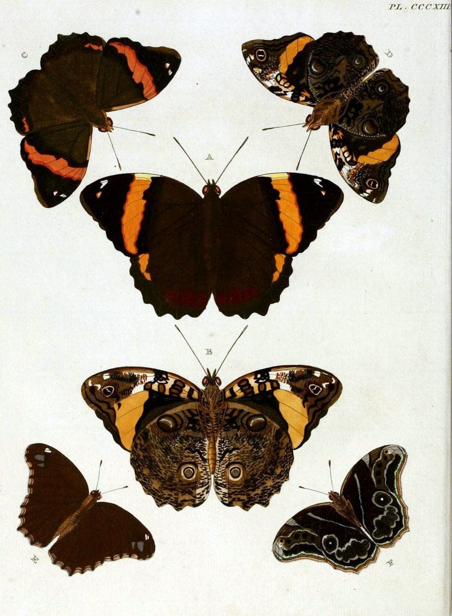 De uitlandsche kapellen, voorkomende in de drie waereld-deelen Asia, Africa en America / | "Catalogs and collections" Lepidoptera "Pictorial works" Suriname | Vintage Print Reproduction 466942