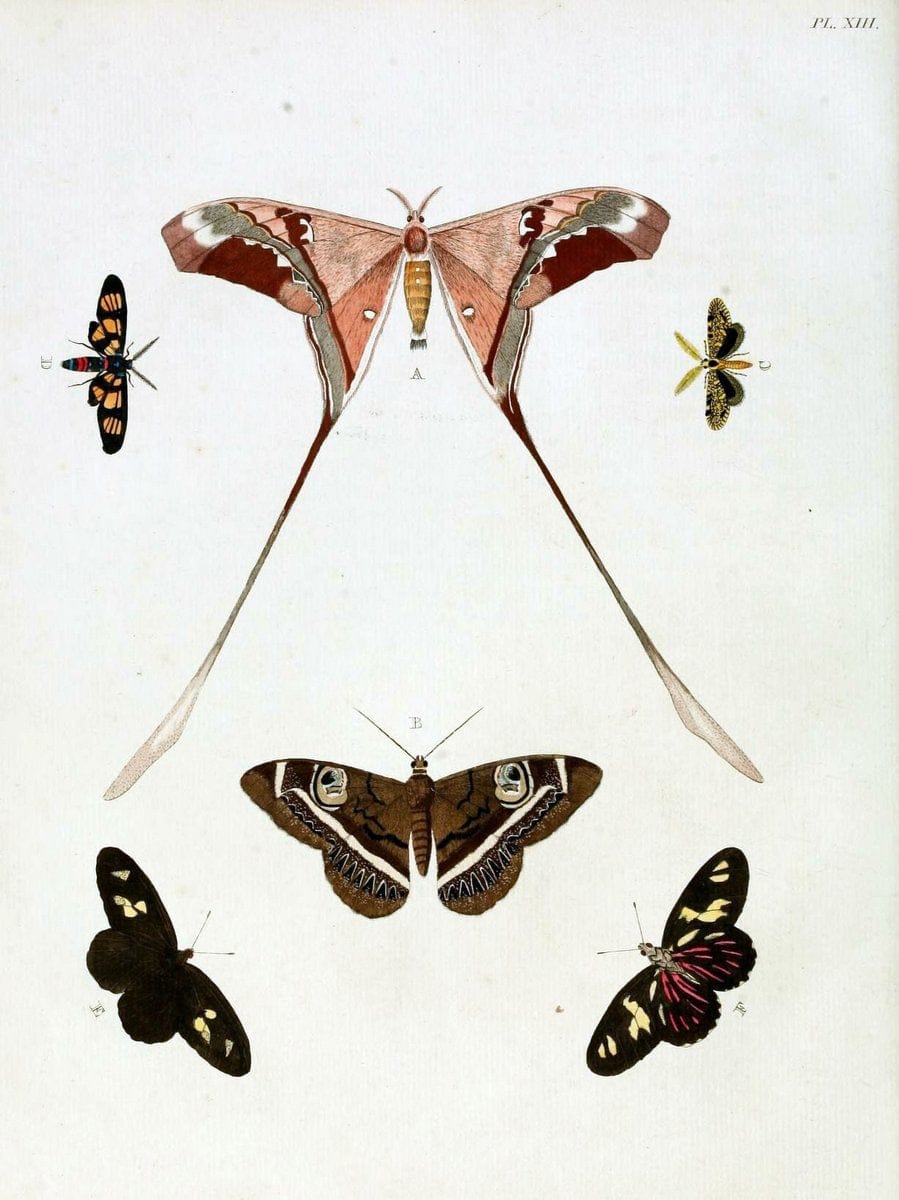 De uitlandsche kapellen, voorkomende in de drie waereld-deelen Asia, Africa en America / | "Catalogs and collections" Lepidoptera "Pictorial works" Suriname | Vintage Print Reproduction 466943