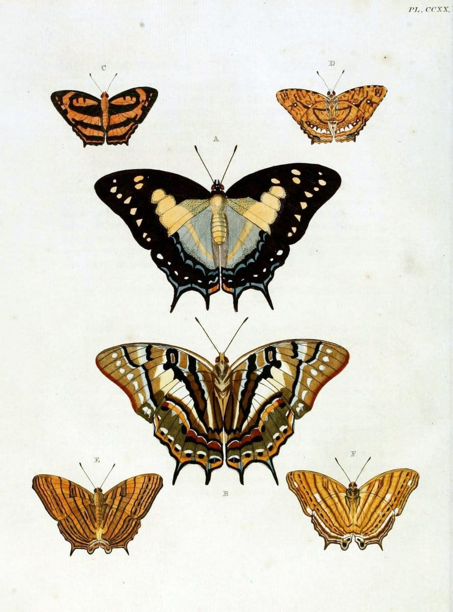 De uitlandsche kapellen, voorkomende in de drie waereld-deelen Asia, Africa en America / | "Catalogs and collections" Lepidoptera "Pictorial works" Suriname | Vintage Print Reproduction 466944