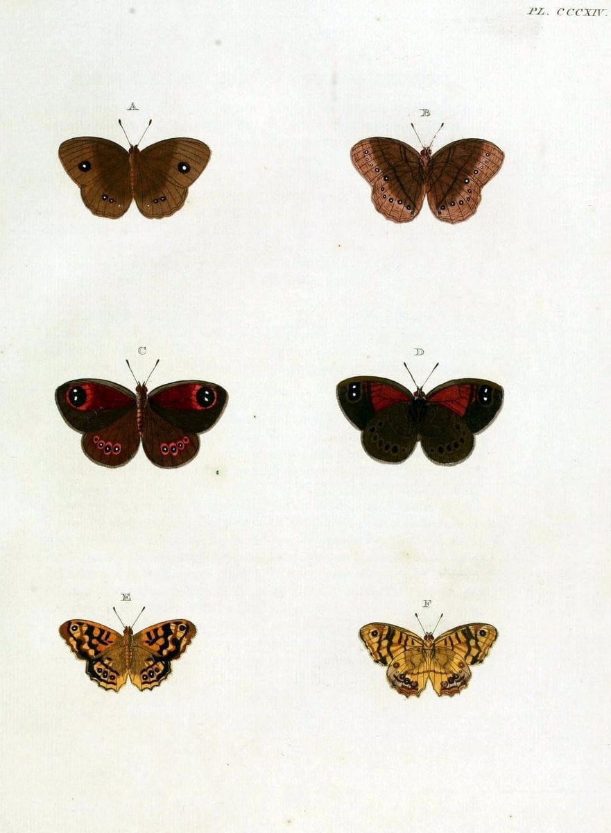 De uitlandsche kapellen, voorkomende in de drie waereld-deelen Asia, Africa en America / | "Catalogs and collections" Lepidoptera "Pictorial works" Suriname | Vintage Print Reproduction 466945