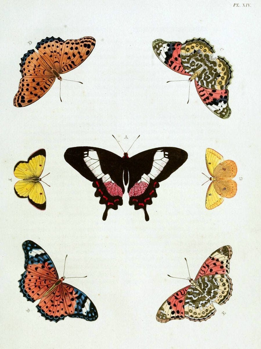 De uitlandsche kapellen, voorkomende in de drie waereld-deelen Asia, Africa en America / | "Catalogs and collections" Lepidoptera "Pictorial works" Suriname | Vintage Print Reproduction 466946