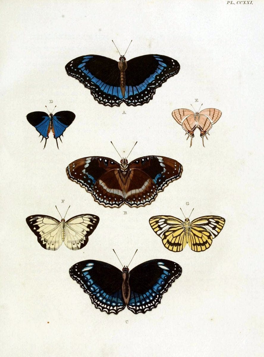 De uitlandsche kapellen, voorkomende in de drie waereld-deelen Asia, Africa en America / | "Catalogs and collections" Lepidoptera "Pictorial works" Suriname | Vintage Print Reproduction 466947