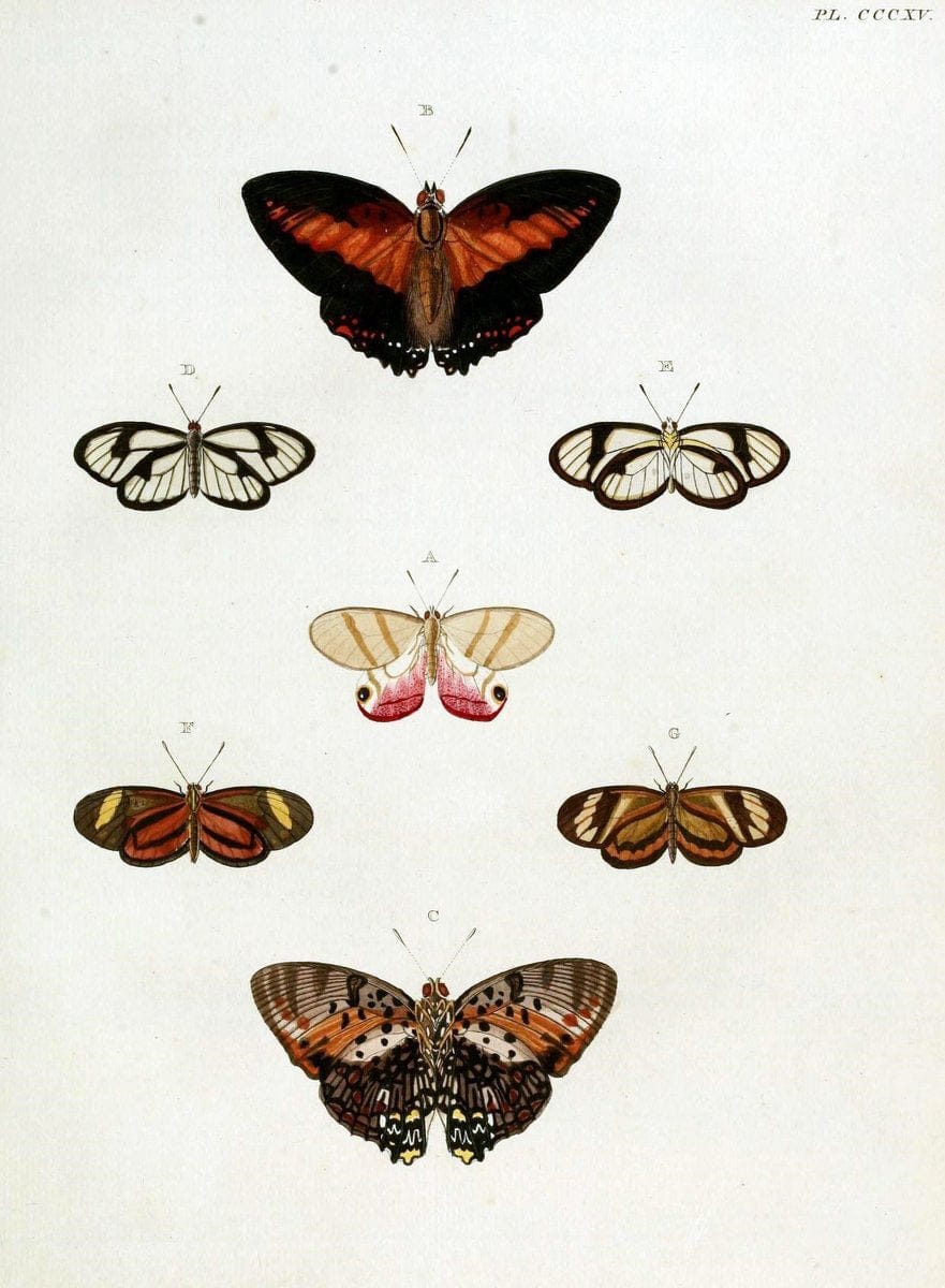 De uitlandsche kapellen, voorkomende in de drie waereld-deelen Asia, Africa en America / | "Catalogs and collections" Lepidoptera "Pictorial works" Suriname | Vintage Print Reproduction 466948