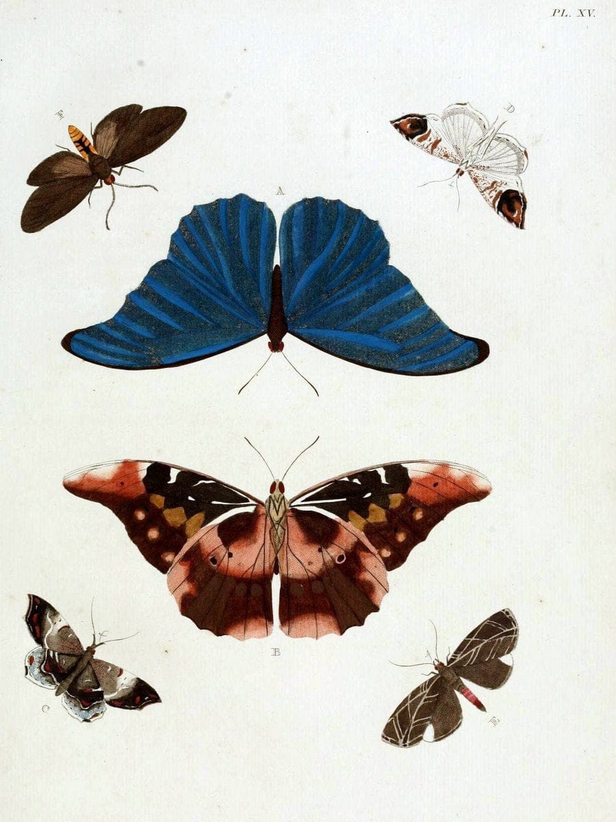 De uitlandsche kapellen, voorkomende in de drie waereld-deelen Asia, Africa en America / | "Catalogs and collections" Lepidoptera "Pictorial works" Suriname | Vintage Print Reproduction 466949