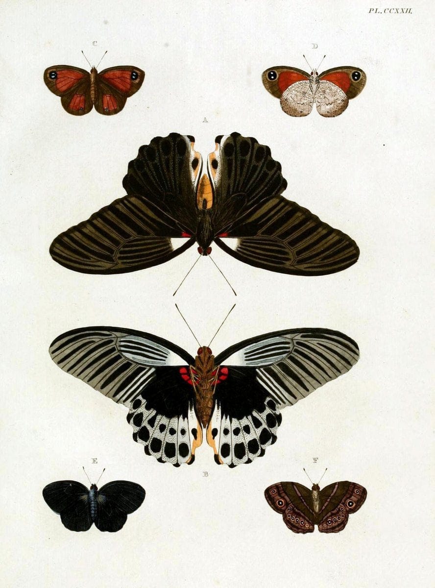 De uitlandsche kapellen, voorkomende in de drie waereld-deelen Asia, Africa en America / | "Catalogs and collections" Lepidoptera "Pictorial works" Suriname | Vintage Print Reproduction 466950
