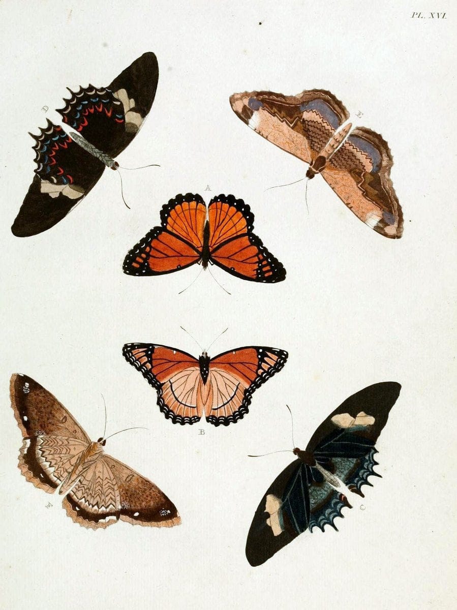 De uitlandsche kapellen, voorkomende in de drie waereld-deelen Asia, Africa en America / | "Catalogs and collections" Lepidoptera "Pictorial works" Suriname | Vintage Print Reproduction 466951