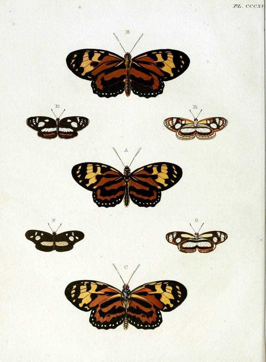 De uitlandsche kapellen, voorkomende in de drie waereld-deelen Asia, Africa en America / | "Catalogs and collections" Lepidoptera "Pictorial works" Suriname | Vintage Print Reproduction 466952