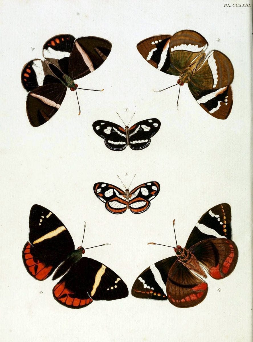De uitlandsche kapellen, voorkomende in de drie waereld-deelen Asia, Africa en America / | "Catalogs and collections" Lepidoptera "Pictorial works" Suriname | Vintage Print Reproduction 466953