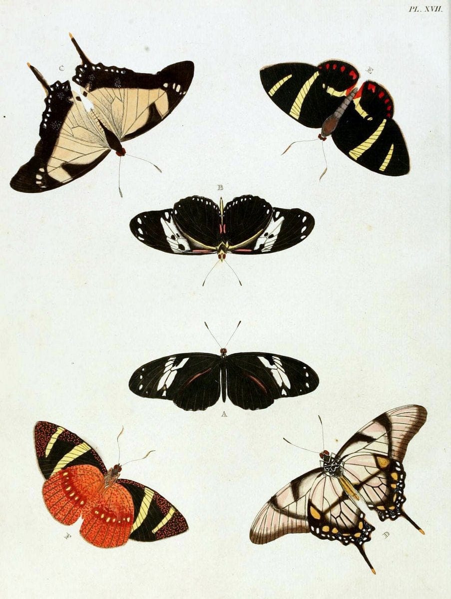 De uitlandsche kapellen, voorkomende in de drie waereld-deelen Asia, Africa en America / | "Catalogs and collections" Lepidoptera "Pictorial works" Suriname | Vintage Print Reproduction 466954
