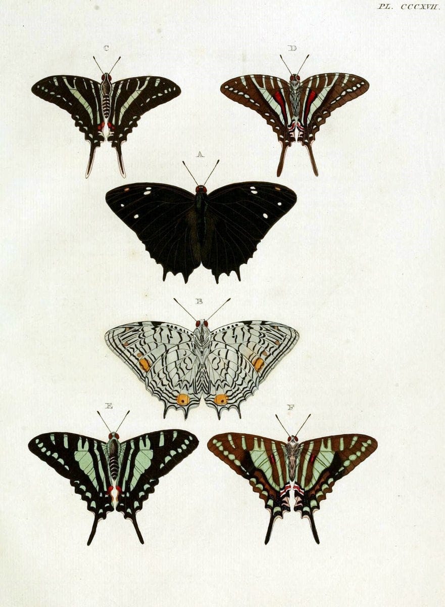 De uitlandsche kapellen, voorkomende in de drie waereld-deelen Asia, Africa en America / | "Catalogs and collections" Lepidoptera "Pictorial works" Suriname | Vintage Print Reproduction 466955