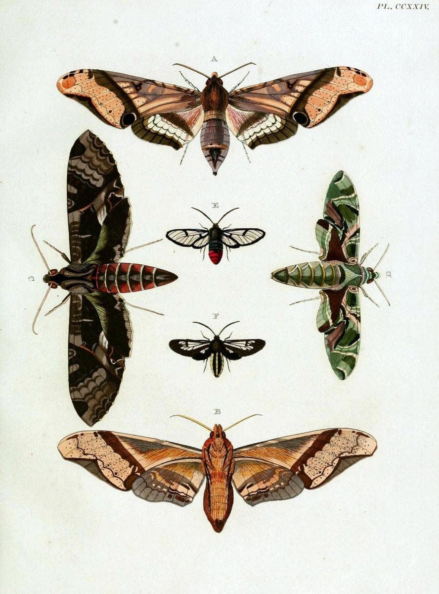 De uitlandsche kapellen, voorkomende in de drie waereld-deelen Asia, Africa en America / | "Catalogs and collections" Lepidoptera "Pictorial works" Suriname | Vintage Print Reproduction 466956