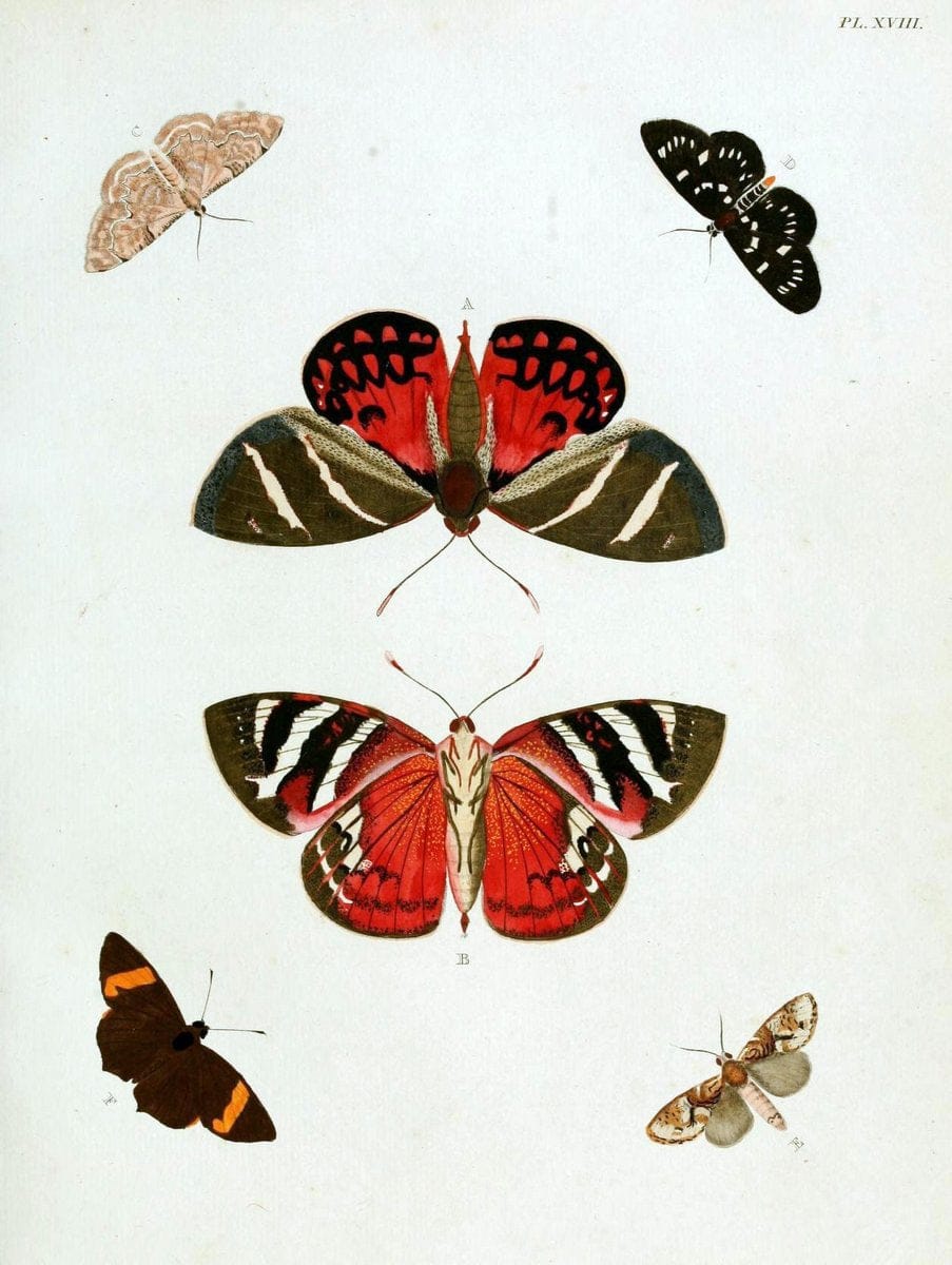 De uitlandsche kapellen, voorkomende in de drie waereld-deelen Asia, Africa en America / | "Catalogs and collections" Lepidoptera "Pictorial works" Suriname | Vintage Print Reproduction 466957