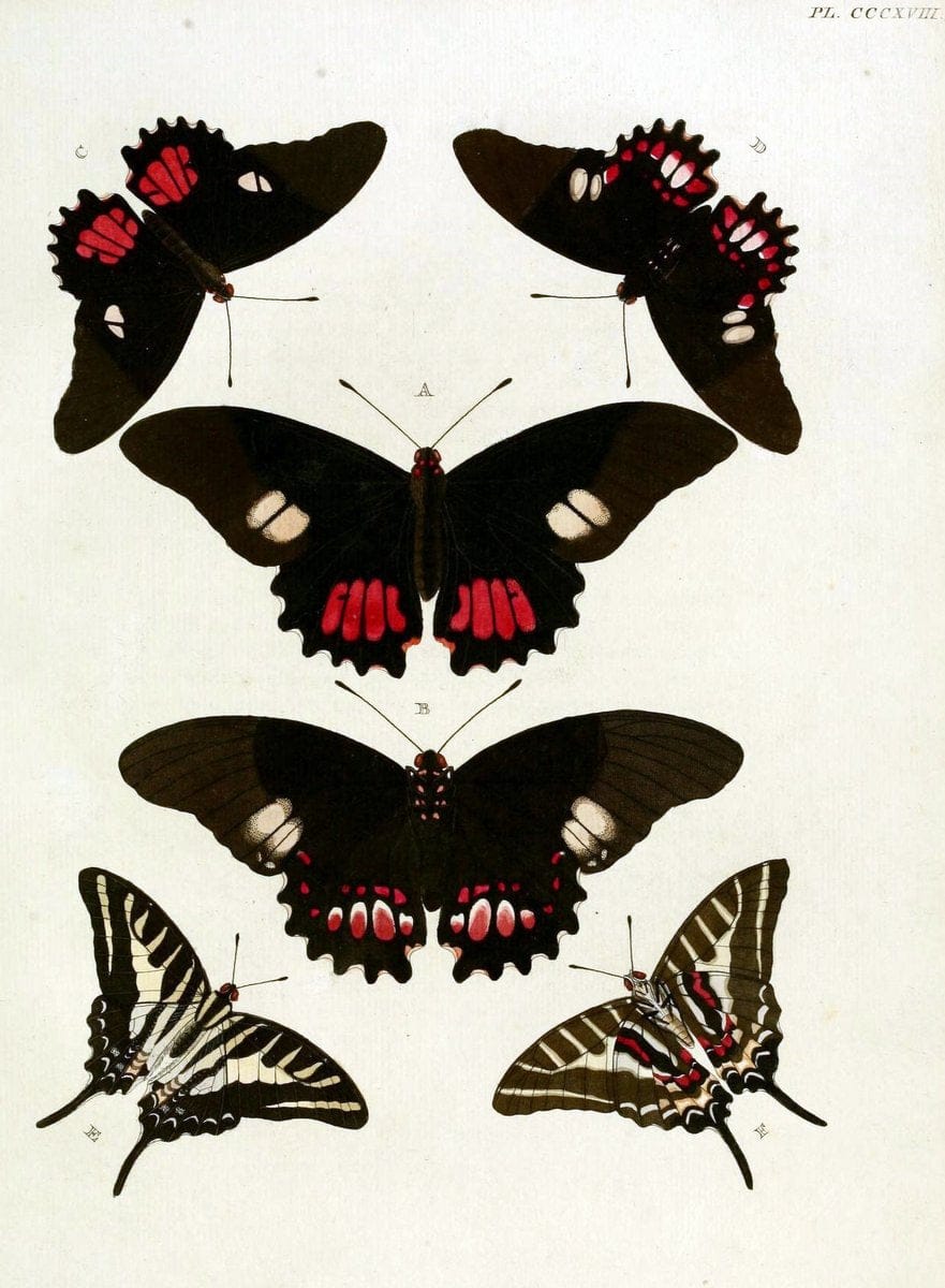 De uitlandsche kapellen, voorkomende in de drie waereld-deelen Asia, Africa en America / | "Catalogs and collections" Lepidoptera "Pictorial works" Suriname | Vintage Print Reproduction 466958