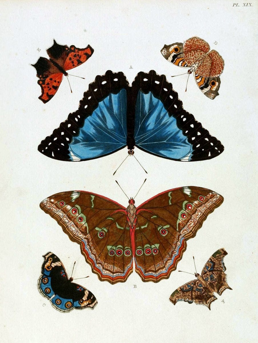 De uitlandsche kapellen, voorkomende in de drie waereld-deelen Asia, Africa en America / | "Catalogs and collections" Lepidoptera "Pictorial works" Suriname | Vintage Print Reproduction 466959