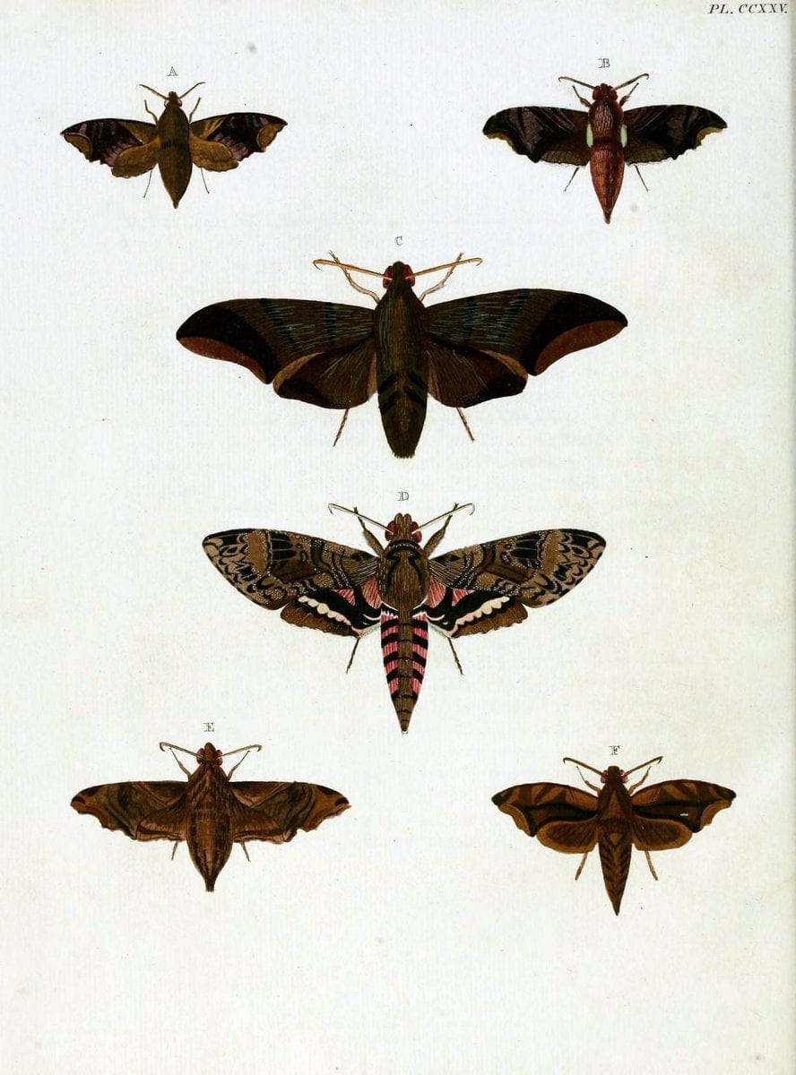 De uitlandsche kapellen, voorkomende in de drie waereld-deelen Asia, Africa en America / | "Catalogs and collections" Lepidoptera "Pictorial works" Suriname | Vintage Print Reproduction 466960