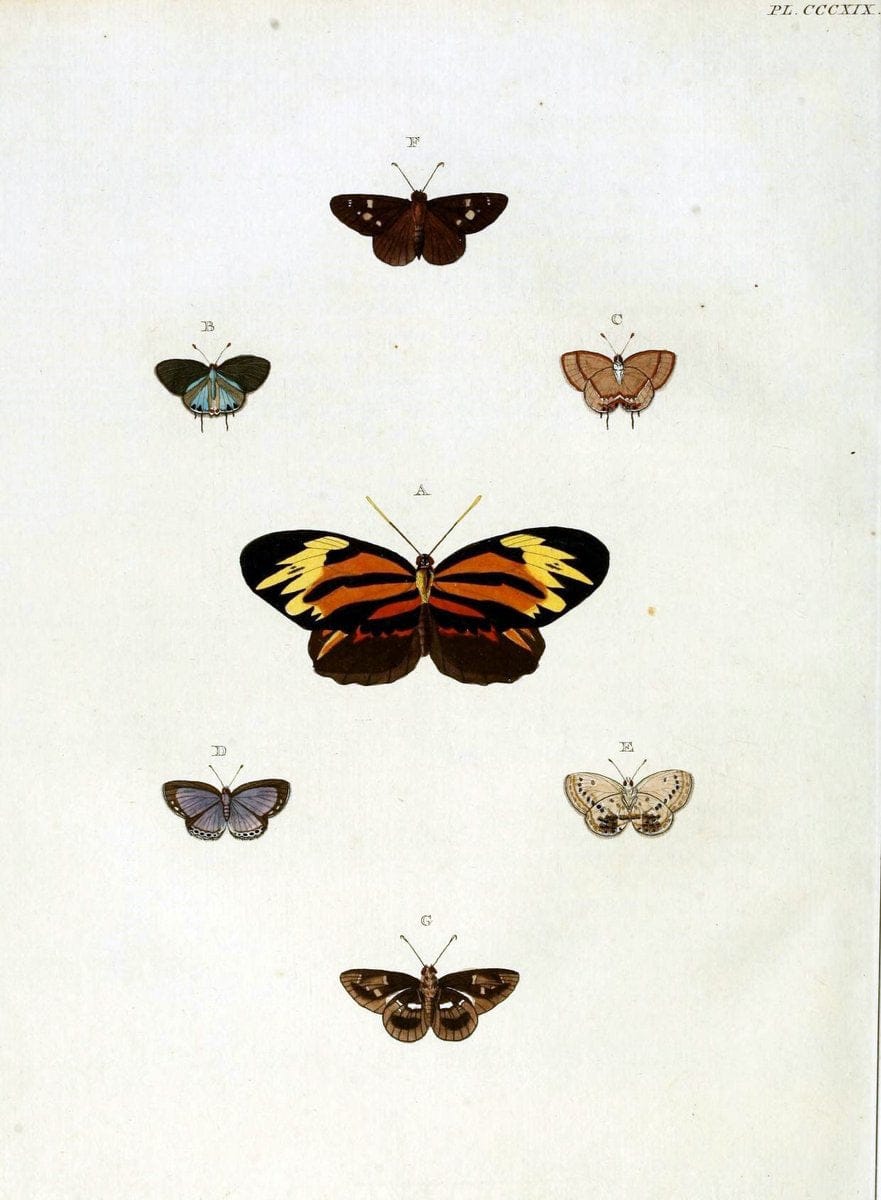 De uitlandsche kapellen, voorkomende in de drie waereld-deelen Asia, Africa en America / | "Catalogs and collections" Lepidoptera "Pictorial works" Suriname | Vintage Print Reproduction 466961