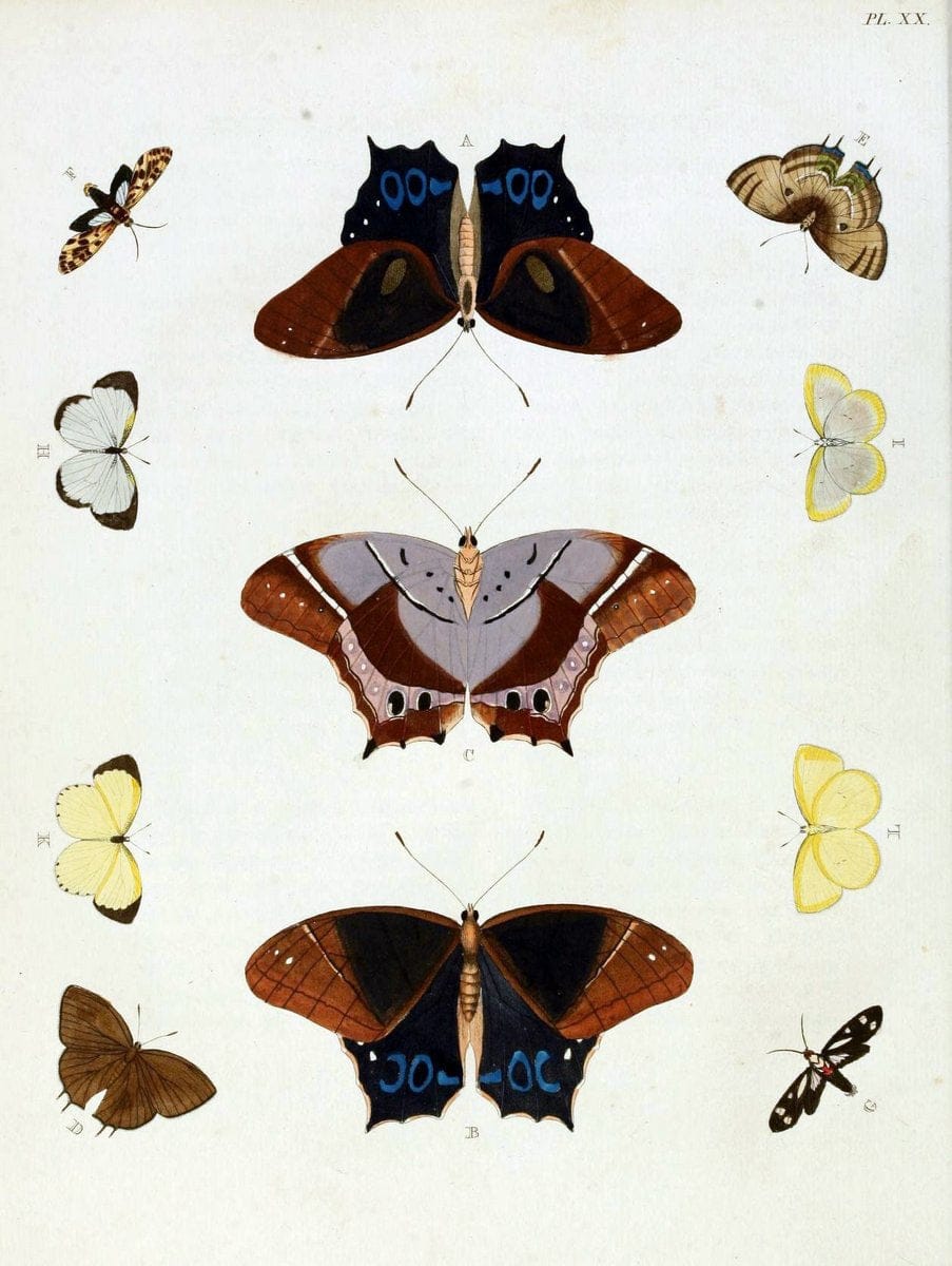 De uitlandsche kapellen, voorkomende in de drie waereld-deelen Asia, Africa en America / | "Catalogs and collections" Lepidoptera "Pictorial works" Suriname | Vintage Print Reproduction 466962