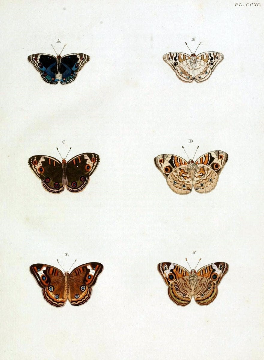 De uitlandsche kapellen, voorkomende in de drie waereld-deelen Asia, Africa en America / | "Catalogs and collections" Lepidoptera "Pictorial works" Suriname | Vintage Print Reproduction 466963