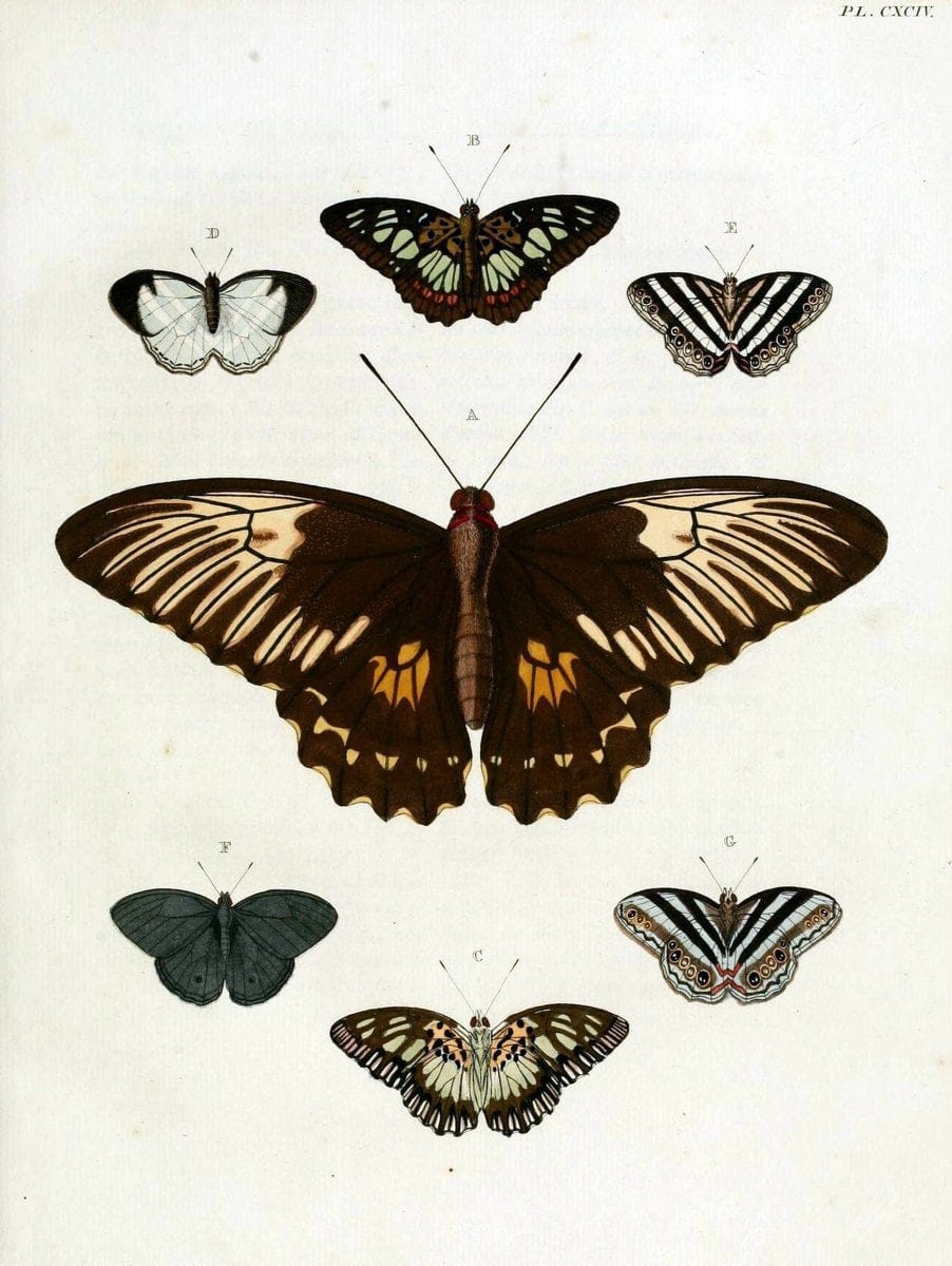De uitlandsche kapellen, voorkomende in de drie waereld-deelen Asia, Africa en America / | "Catalogs and collections" Lepidoptera "Pictorial works" Suriname | Vintage Print Reproduction 466964