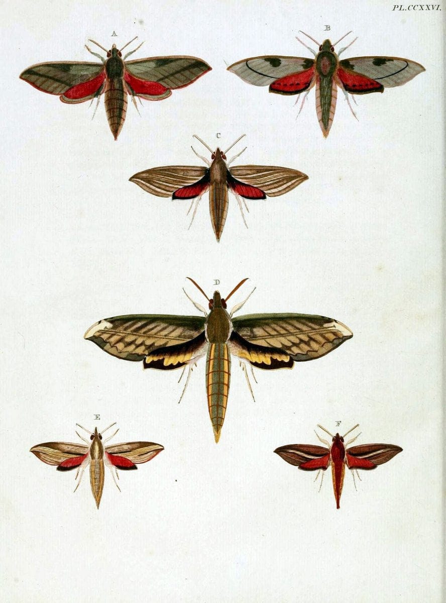 De uitlandsche kapellen, voorkomende in de drie waereld-deelen Asia, Africa en America / | "Catalogs and collections" Lepidoptera "Pictorial works" Suriname | Vintage Print Reproduction 466965