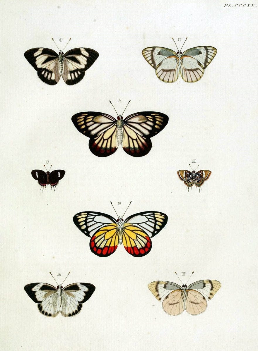 De uitlandsche kapellen, voorkomende in de drie waereld-deelen Asia, Africa en America / | "Catalogs and collections" Lepidoptera "Pictorial works" Suriname | Vintage Print Reproduction 466966