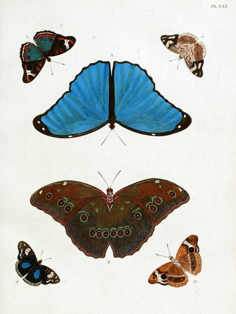 De uitlandsche kapellen, voorkomende in de drie waereld-deelen Asia, Africa en America / | "Catalogs and collections" Lepidoptera "Pictorial works" Suriname | Vintage Print Reproduction 466967