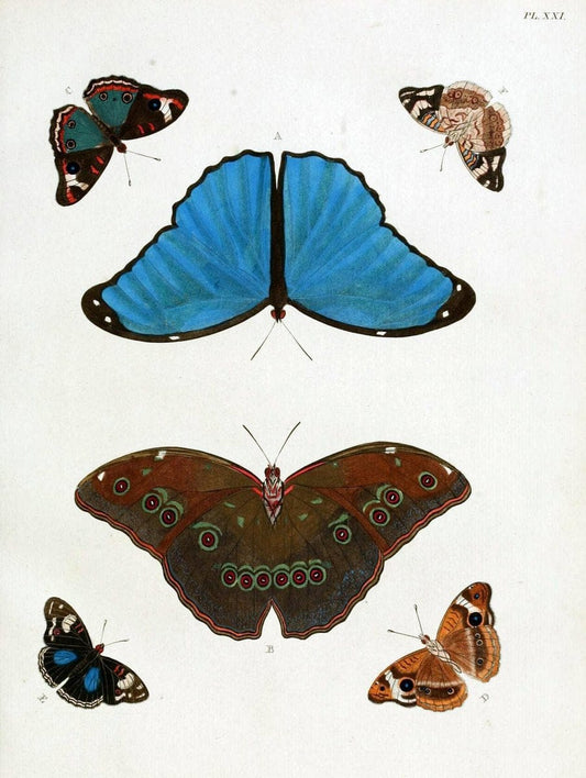 De uitlandsche kapellen, voorkomende in de drie waereld-deelen Asia, Africa en America / | "Catalogs and collections" Lepidoptera "Pictorial works" Suriname | Vintage Print Reproduction 466967