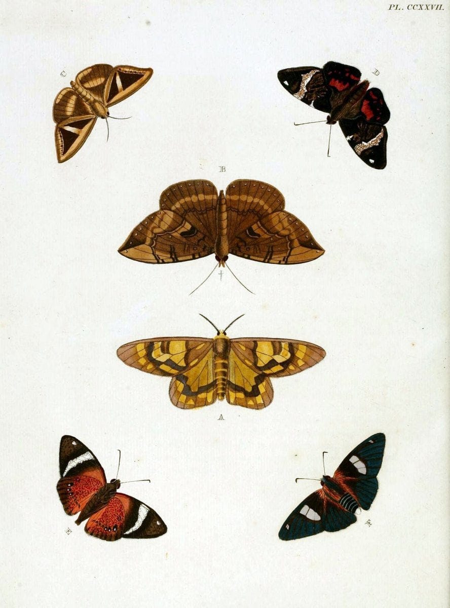 De uitlandsche kapellen, voorkomende in de drie waereld-deelen Asia, Africa en America / | "Catalogs and collections" Lepidoptera "Pictorial works" Suriname | Vintage Print Reproduction 466968