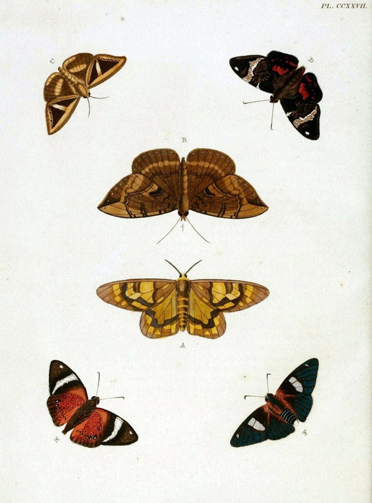 De uitlandsche kapellen, voorkomende in de drie waereld-deelen Asia, Africa en America / | "Catalogs and collections" Lepidoptera "Pictorial works" Suriname | Vintage Print Reproduction 466968