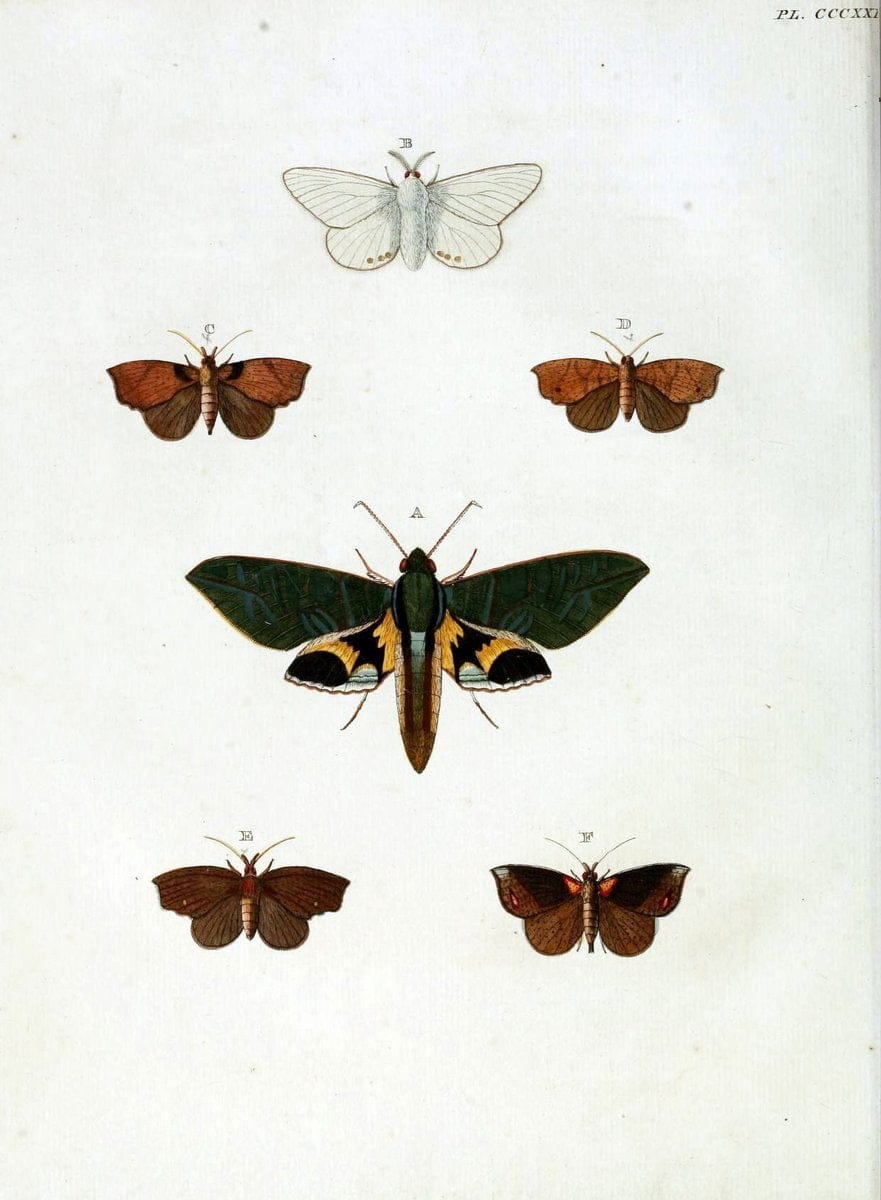 De uitlandsche kapellen, voorkomende in de drie waereld-deelen Asia, Africa en America / | "Catalogs and collections" Lepidoptera "Pictorial works" Suriname | Vintage Print Reproduction 466969