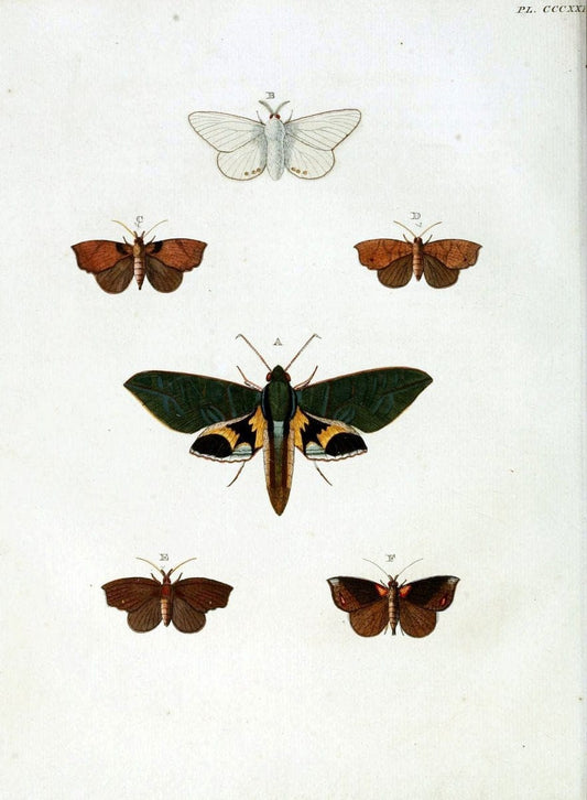 De uitlandsche kapellen, voorkomende in de drie waereld-deelen Asia, Africa en America / | "Catalogs and collections" Lepidoptera "Pictorial works" Suriname | Vintage Print Reproduction 466969