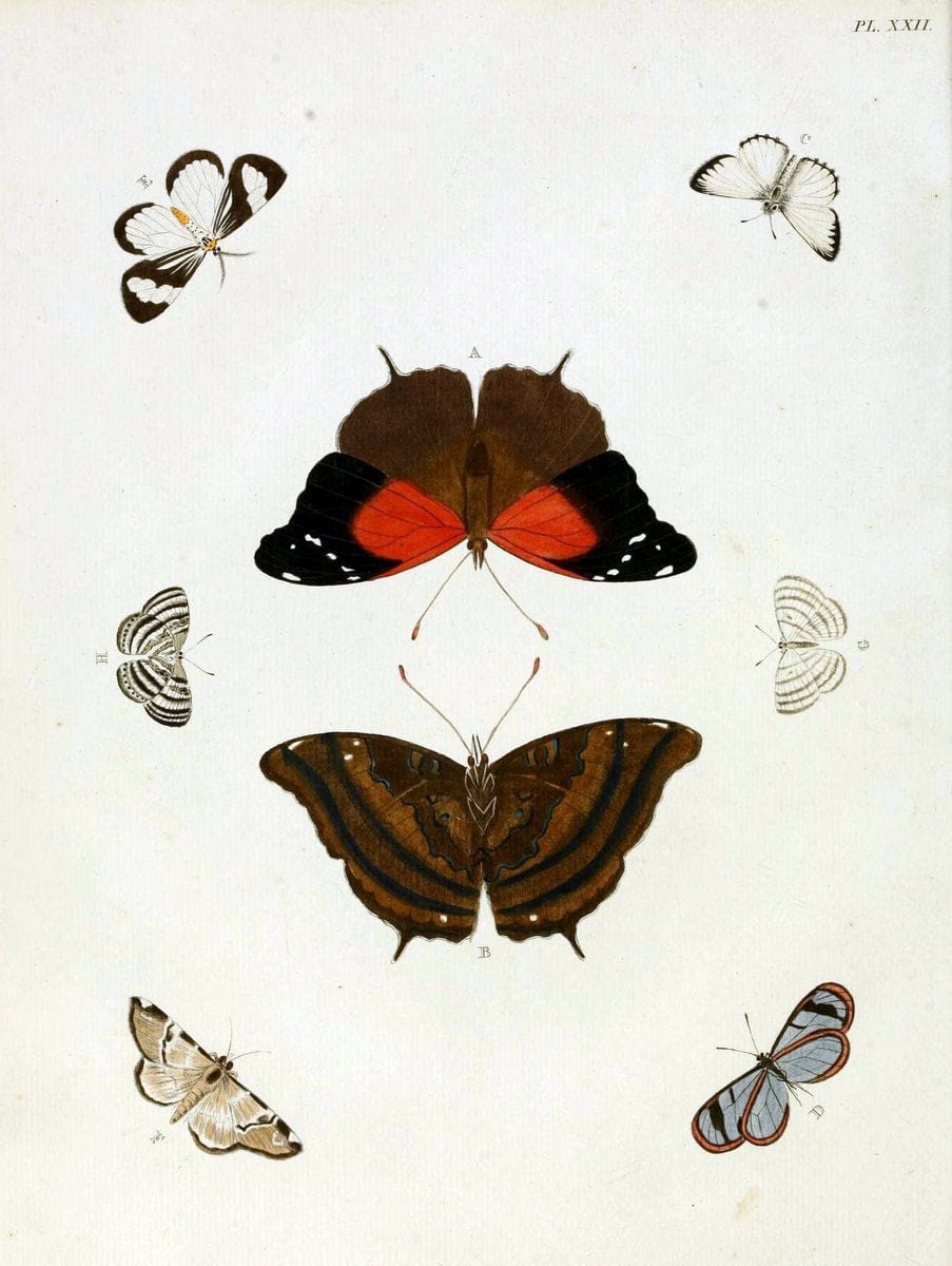 De uitlandsche kapellen, voorkomende in de drie waereld-deelen Asia, Africa en America / | "Catalogs and collections" Lepidoptera "Pictorial works" Suriname | Vintage Print Reproduction 466970