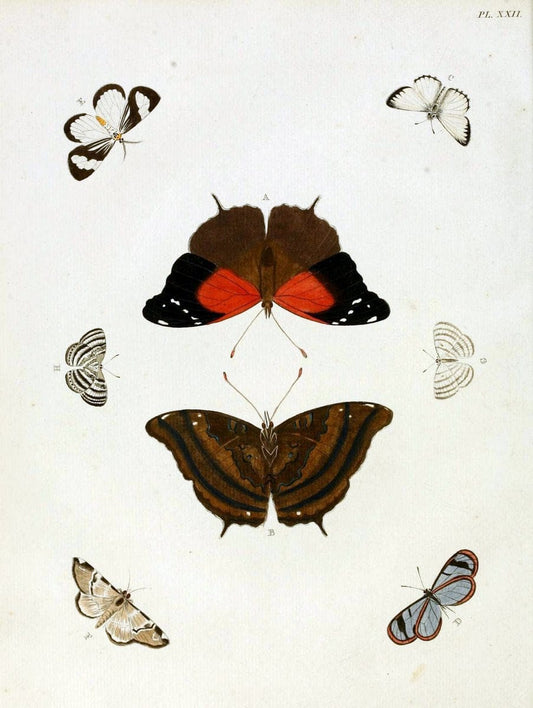 De uitlandsche kapellen, voorkomende in de drie waereld-deelen Asia, Africa en America / | "Catalogs and collections" Lepidoptera "Pictorial works" Suriname | Vintage Print Reproduction 466970
