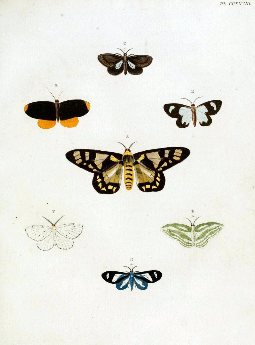 De uitlandsche kapellen, voorkomende in de drie waereld-deelen Asia, Africa en America / | "Catalogs and collections" Lepidoptera "Pictorial works" Suriname | Vintage Print Reproduction 466971