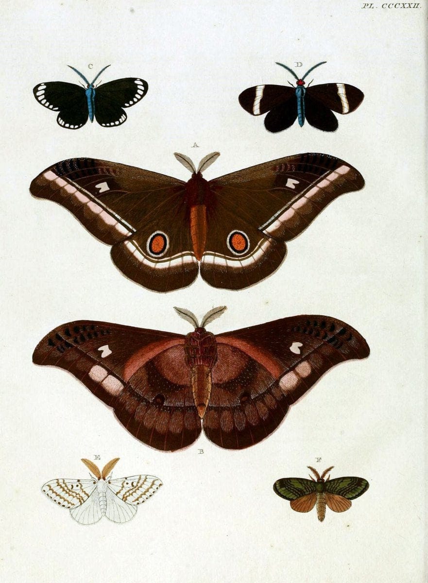 De uitlandsche kapellen, voorkomende in de drie waereld-deelen Asia, Africa en America / | "Catalogs and collections" Lepidoptera "Pictorial works" Suriname | Vintage Print Reproduction 466972