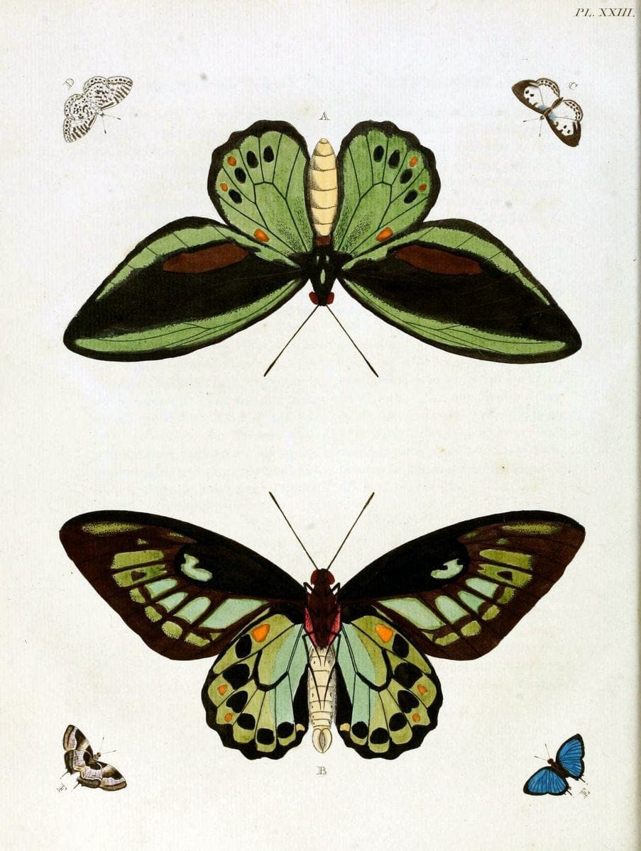 De uitlandsche kapellen, voorkomende in de drie waereld-deelen Asia, Africa en America / | "Catalogs and collections" Lepidoptera "Pictorial works" Suriname | Vintage Print Reproduction 466973