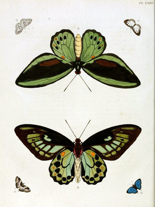 De uitlandsche kapellen, voorkomende in de drie waereld-deelen Asia, Africa en America / | "Catalogs and collections" Lepidoptera "Pictorial works" Suriname | Vintage Print Reproduction 466973