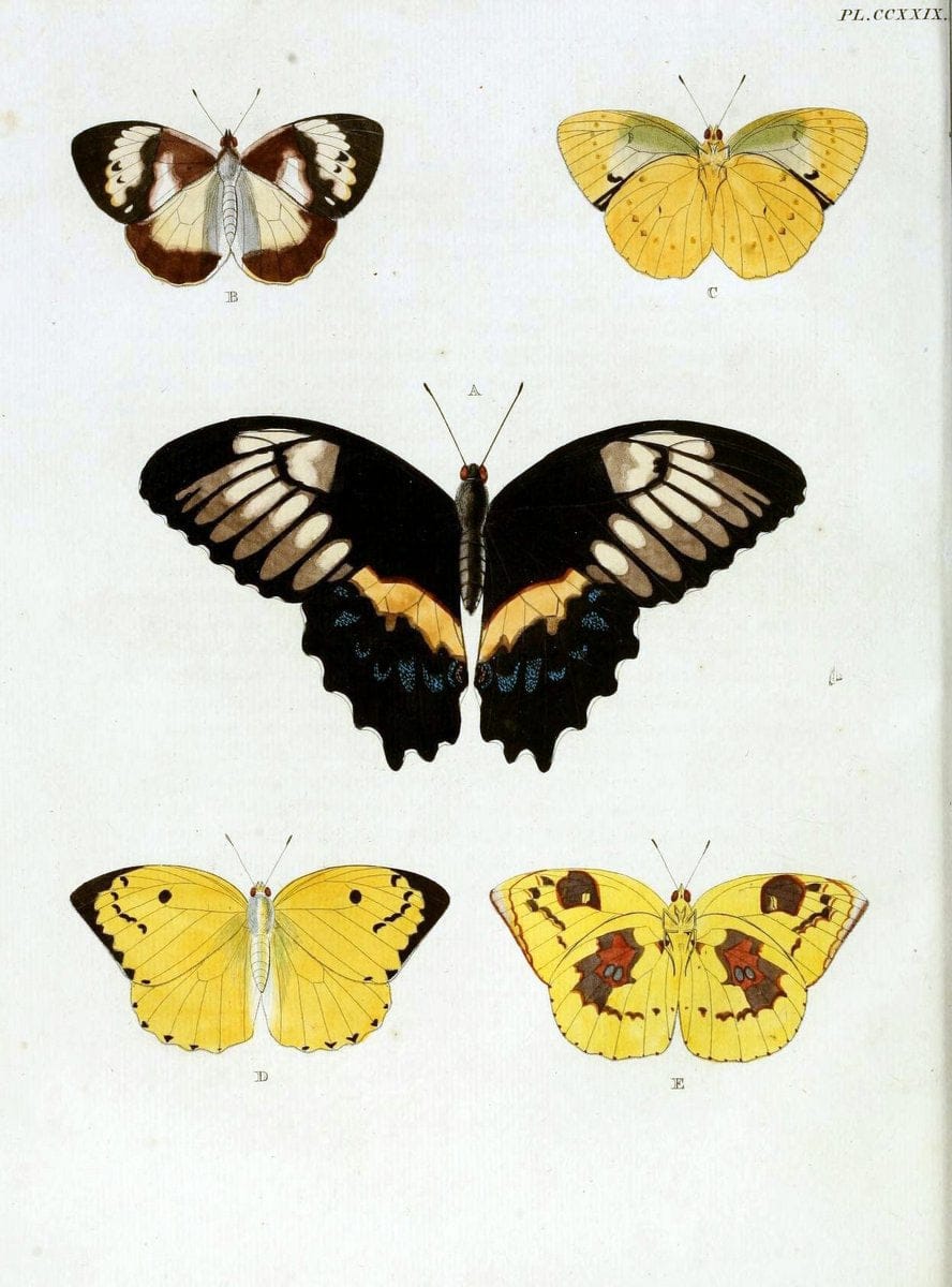 De uitlandsche kapellen, voorkomende in de drie waereld-deelen Asia, Africa en America / | "Catalogs and collections" Lepidoptera "Pictorial works" Suriname | Vintage Print Reproduction 466974