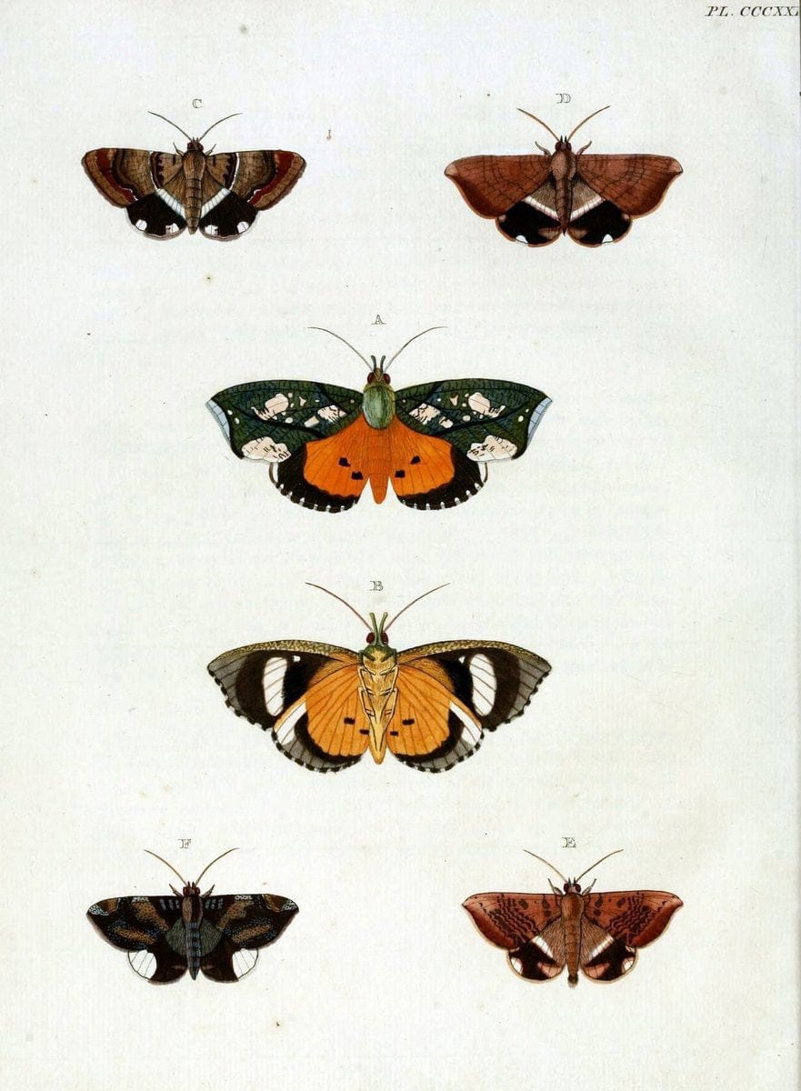 De uitlandsche kapellen, voorkomende in de drie waereld-deelen Asia, Africa en America / | "Catalogs and collections" Lepidoptera "Pictorial works" Suriname | Vintage Print Reproduction 466975