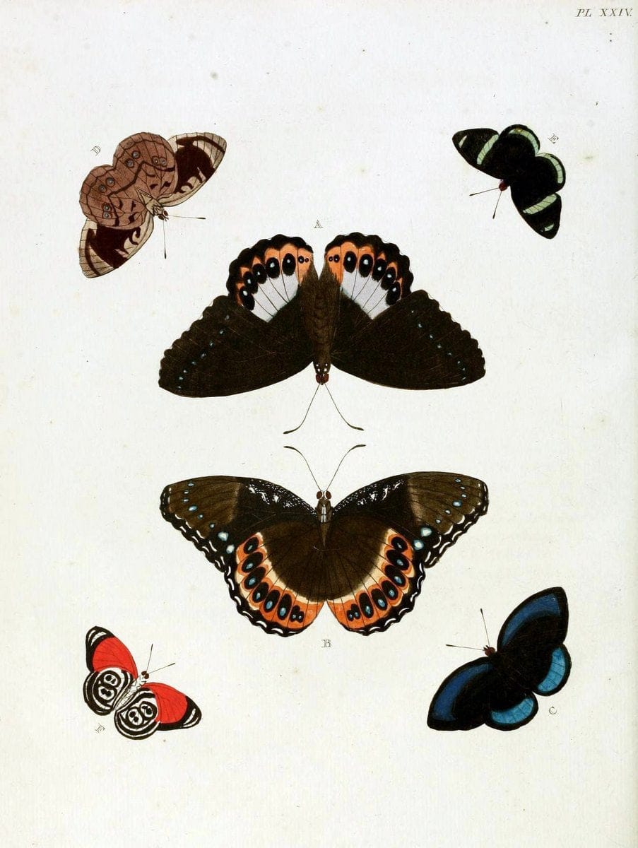 De uitlandsche kapellen, voorkomende in de drie waereld-deelen Asia, Africa en America / | "Catalogs and collections" Lepidoptera "Pictorial works" Suriname | Vintage Print Reproduction 466976