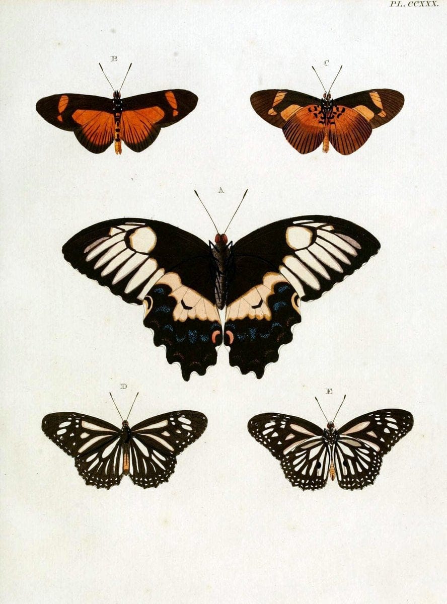 De uitlandsche kapellen, voorkomende in de drie waereld-deelen Asia, Africa en America / | "Catalogs and collections" Lepidoptera "Pictorial works" Suriname | Vintage Print Reproduction 466977