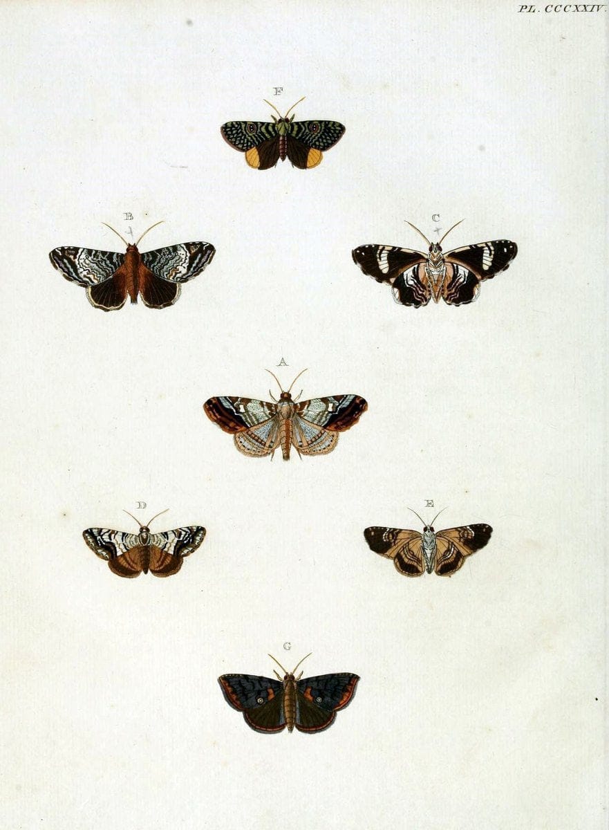 De uitlandsche kapellen, voorkomende in de drie waereld-deelen Asia, Africa en America / | "Catalogs and collections" Lepidoptera "Pictorial works" Suriname | Vintage Print Reproduction 466978