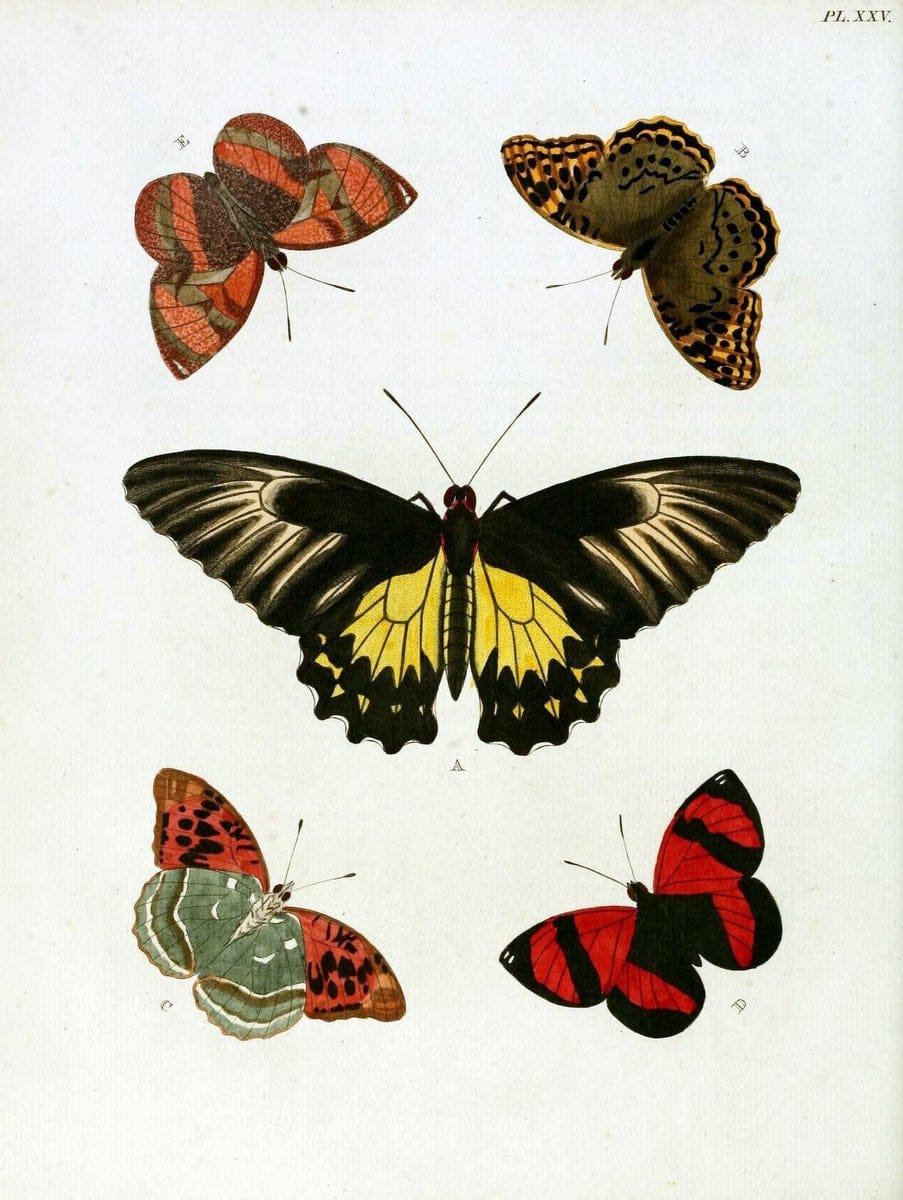 De uitlandsche kapellen, voorkomende in de drie waereld-deelen Asia, Africa en America / | "Catalogs and collections" Lepidoptera "Pictorial works" Suriname | Vintage Print Reproduction 466979