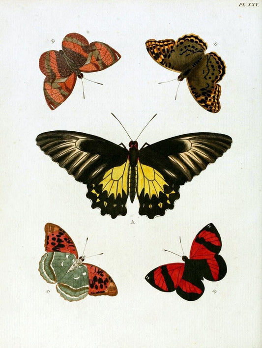 De uitlandsche kapellen, voorkomende in de drie waereld-deelen Asia, Africa en America / | "Catalogs and collections" Lepidoptera "Pictorial works" Suriname | Vintage Print Reproduction 466979