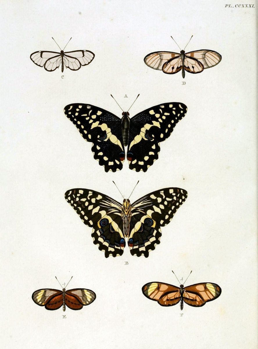De uitlandsche kapellen, voorkomende in de drie waereld-deelen Asia, Africa en America / | "Catalogs and collections" Lepidoptera "Pictorial works" Suriname | Vintage Print Reproduction 466980