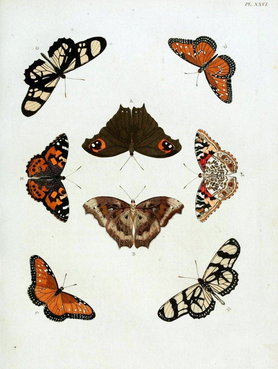 De uitlandsche kapellen, voorkomende in de drie waereld-deelen Asia, Africa en America / | "Catalogs and collections" Lepidoptera "Pictorial works" Suriname | Vintage Print Reproduction 466981