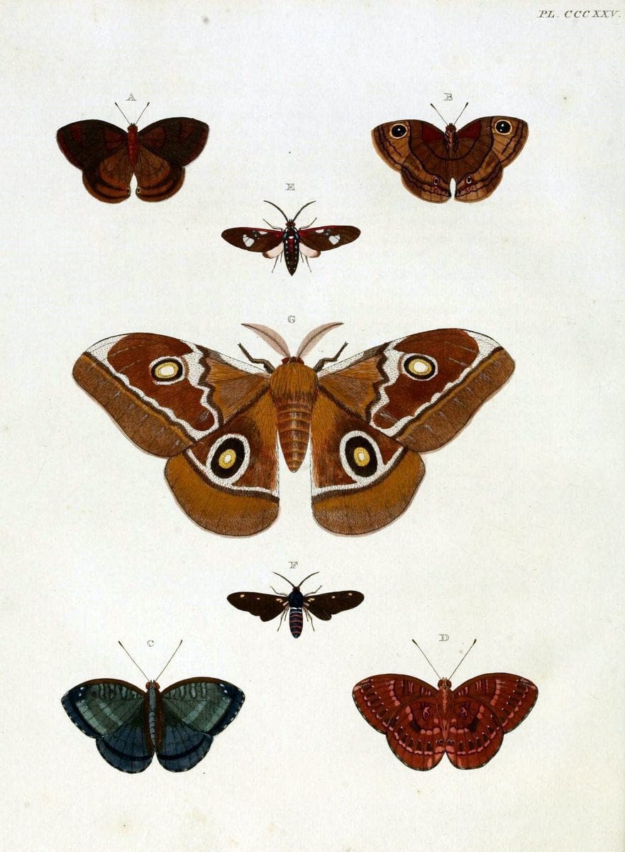 De uitlandsche kapellen, voorkomende in de drie waereld-deelen Asia, Africa en America / | "Catalogs and collections" Lepidoptera "Pictorial works" Suriname | Vintage Print Reproduction 466982