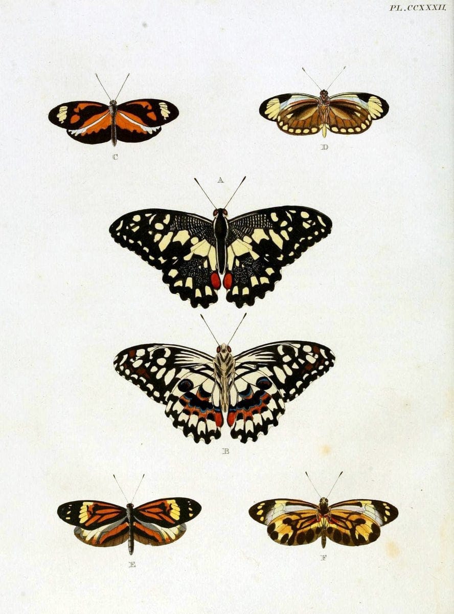 De uitlandsche kapellen, voorkomende in de drie waereld-deelen Asia, Africa en America / | "Catalogs and collections" Lepidoptera "Pictorial works" Suriname | Vintage Print Reproduction 466983