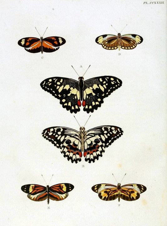 De uitlandsche kapellen, voorkomende in de drie waereld-deelen Asia, Africa en America / | "Catalogs and collections" Lepidoptera "Pictorial works" Suriname | Vintage Print Reproduction 466983