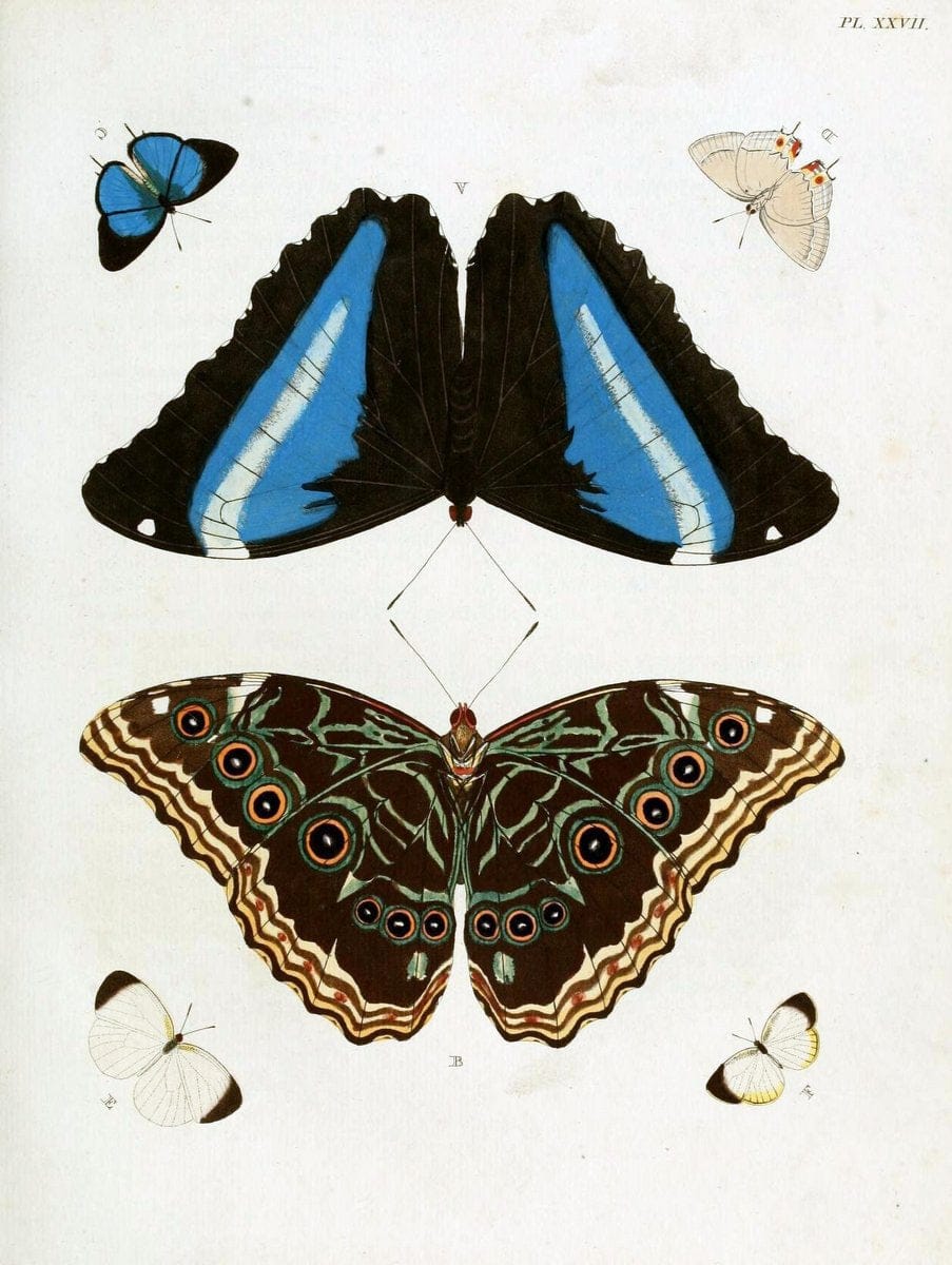 De uitlandsche kapellen, voorkomende in de drie waereld-deelen Asia, Africa en America / | "Catalogs and collections" Lepidoptera "Pictorial works" Suriname | Vintage Print Reproduction 466984